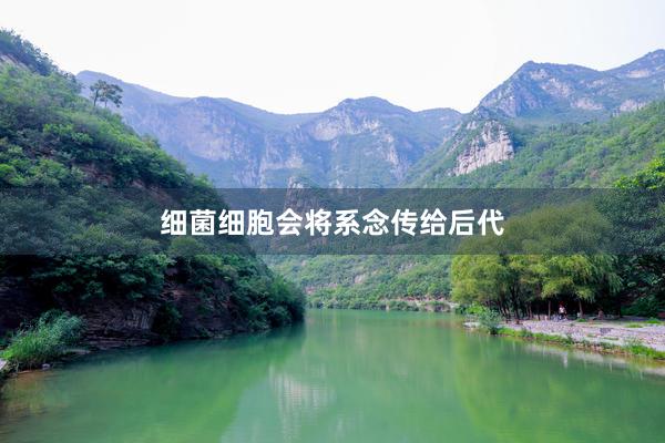 细菌细胞会将系念传给后代